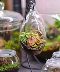 flowstate-events-nature-and-mindfulness-terarium
